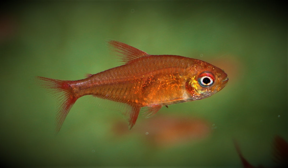 Red Muzel Tetra (HYPHESSOBRYCON SP. MUZEL RED CHERRY M)