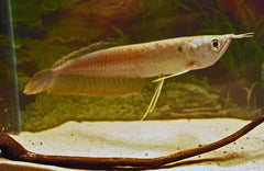 Zilveren Arowana (OSTEOGLOSSUM BICIRRHOSUM S/M)