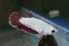 Kempvis Super Delta Vrouw (BETTA SP. SUPER DELTA FEMALE M)