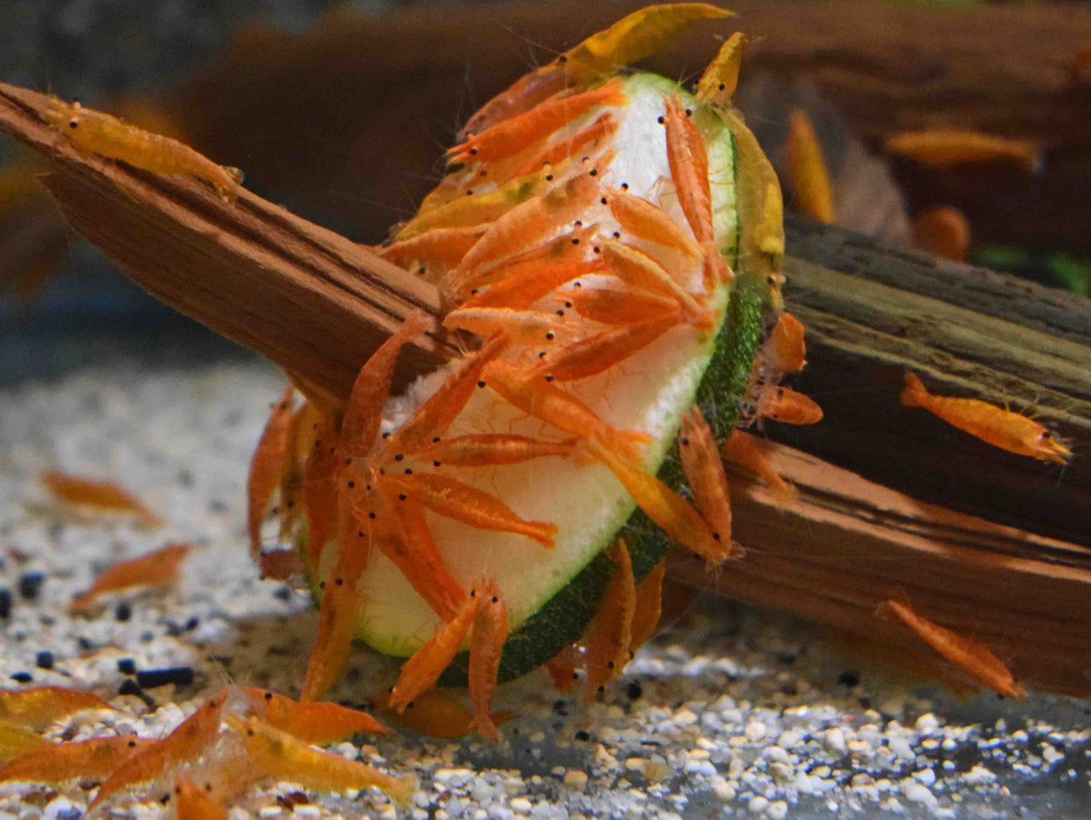 Oranje Garnaal (NEOCARIDINA DAVIDI ORANGE M)