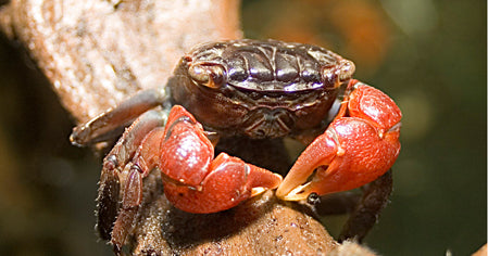 Rode Klauwkrab (PERISESARMA BIDENS M)