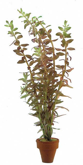 Rotala Rotundifolia - Ta (Rotala rotundifolia - TA)