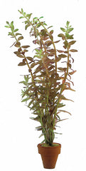 Rotala Rotundifolia - Ta (Rotala rotundifolia - TA)