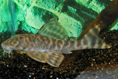 L377 Prince Tiger Pleco (L377 PECKOLTIA SP. L)