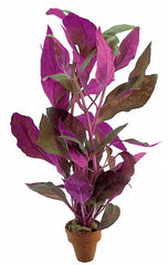 Alternanthera Reineckii - Ta (Alternanthera reineckii - TA)