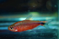 Infernalis Tetra (HYPHESSOBRYCON SP. INFERNALIS L)