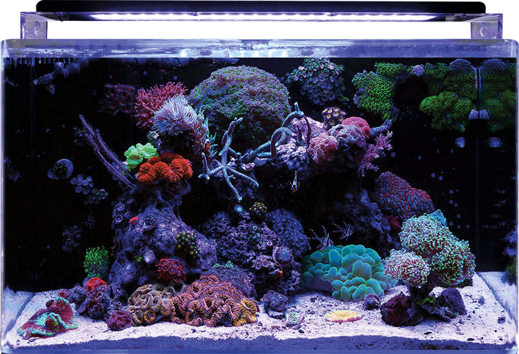 Reef 160