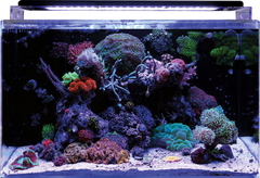 Reef 160