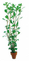 Ludwigia Glandulosa - Ta (Ludwigia glandulosa - TA)