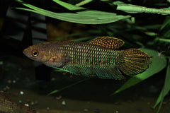 Betta Simorum (BETTA SIMORUM L)