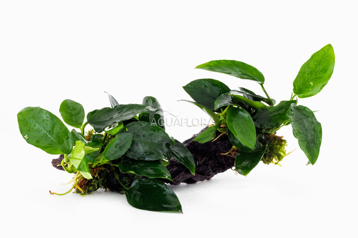 Anubias Op Kienhout M (20-30Cm) - Dw (Anubias op kienhout M (20-30cm) - DW)