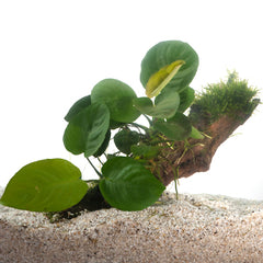 Driftwood (Small) Met Anubias (Driftwood (small) met anubias)