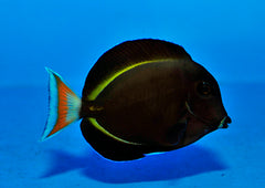 Acanthurus achilles X nigricans (Hybrid)