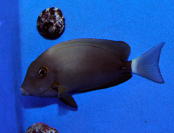 Acanthurus blochii