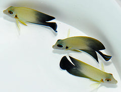 Acanthurus chronixis