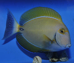 Acanthurus dussumieri