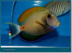 Acanthurus fowleri