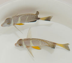 Acanthurus guttatus