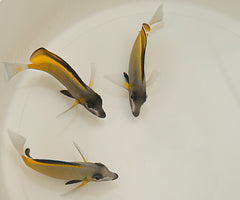 Acanthurus japonicus