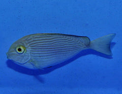 Acanthurus mata