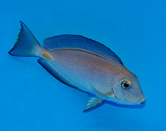 Acanthurus monroviae