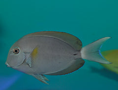 Acanthurus nigricauda