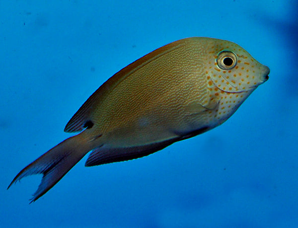 Acanthurus nigrofuscus