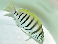 Acanthurus polyzona