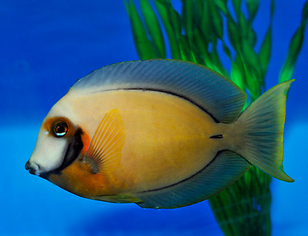 Acanthurus pyroferus