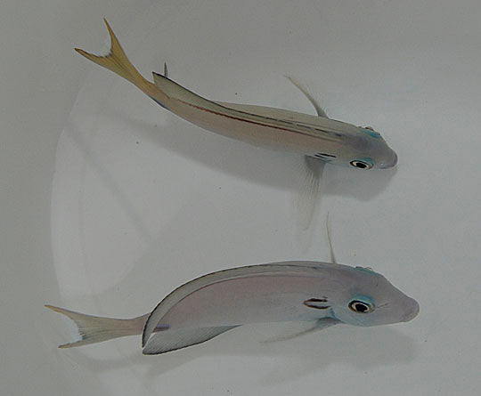 Acanthurus tennentii