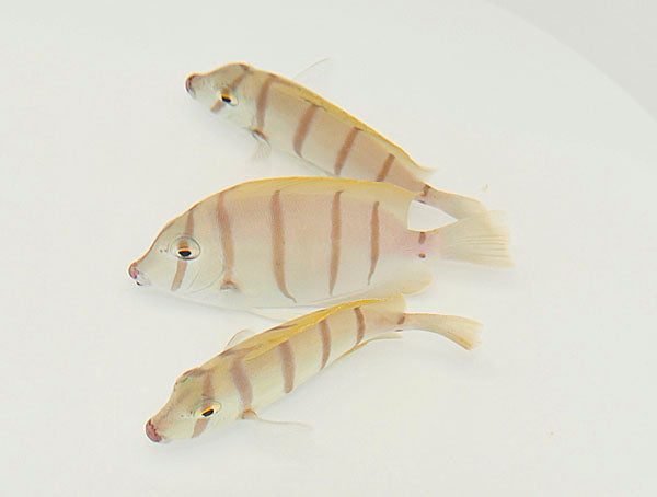 Acanthurus triostegus