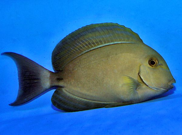 Acanthurus xanthopterus