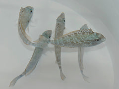 Naso hexacanthus