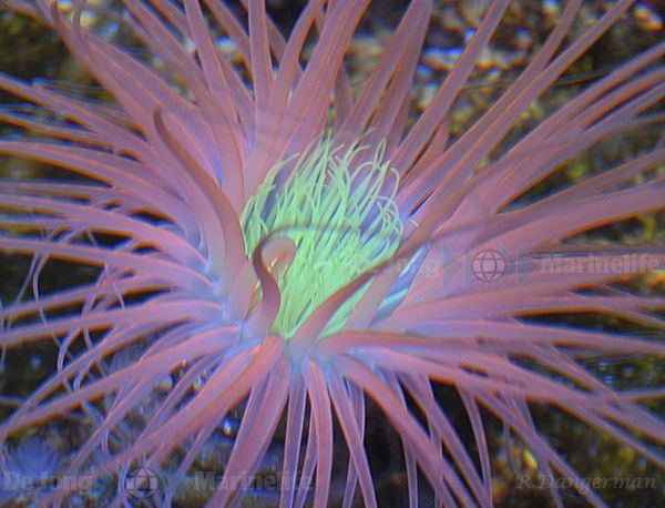 Pachycerianthus spp. (Orange)