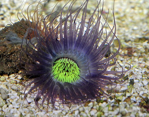 Pachycerianthus spp. (Purple)