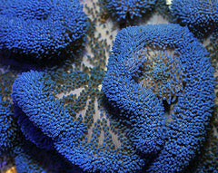 Stichodactyla spp. (Blue)