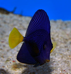 Zebrasoma xanthurum