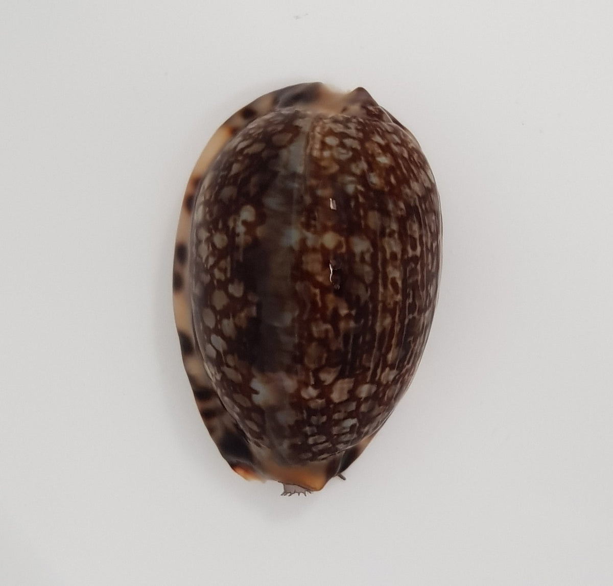 Cypraea eglantina