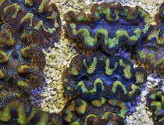 Tridacna Crocea (4cm)