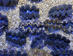 Tridacna Crocea (Grade A) (7cm)