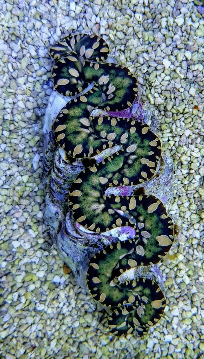 Tridacna maxima (Green) (3cm)