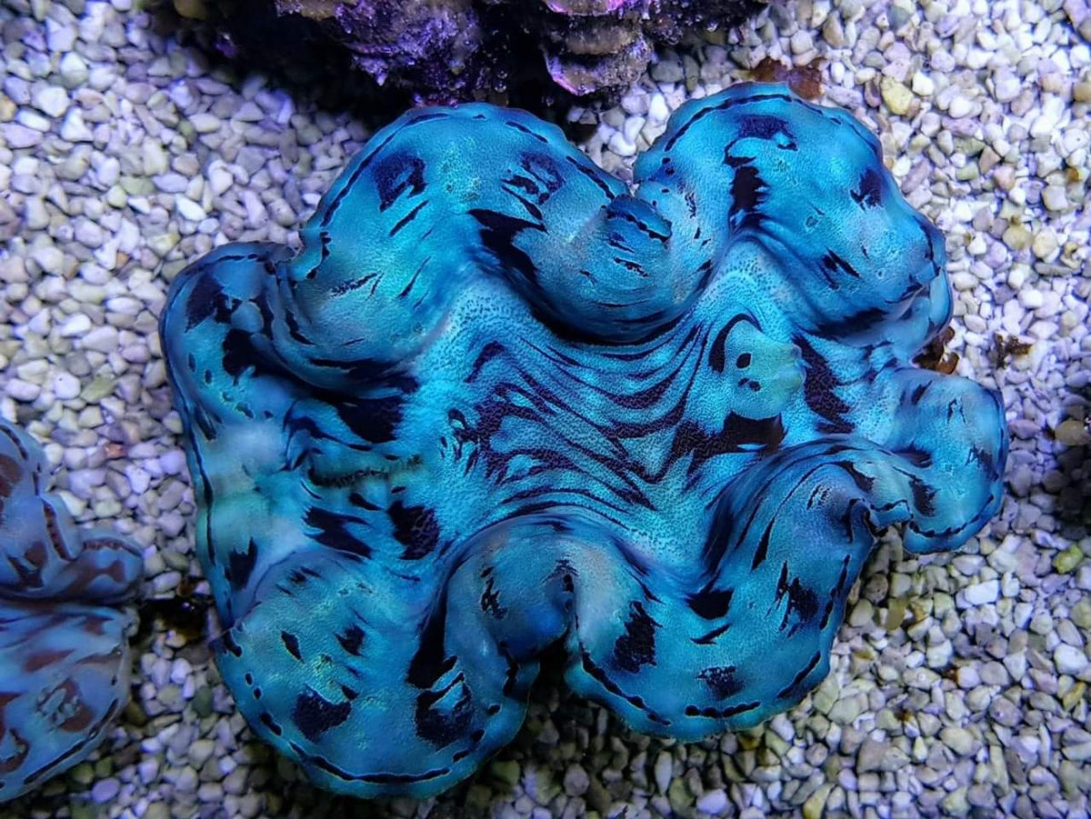 Tridacna squamosa (Blue) (5cm)