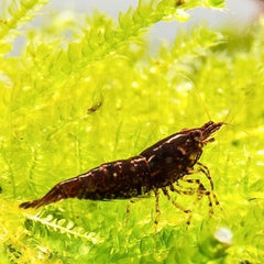 Neocaridina sp.choco shrimp @