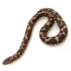 zandboa