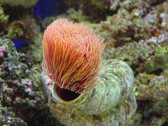 Protula bispiralis (Orange)