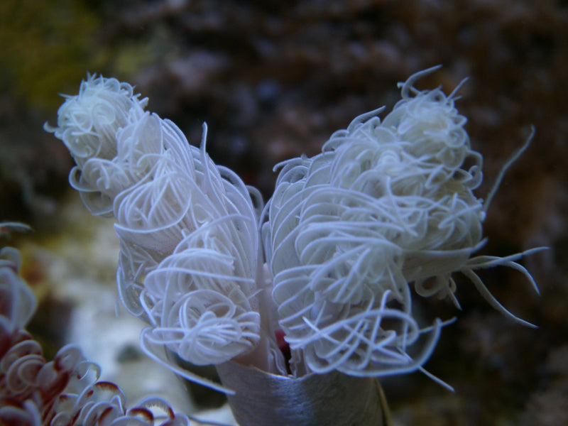 Protula bispiralis (White)