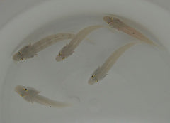 Valenciennea sexguttata (pair)