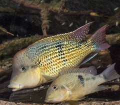 Geophagus sp. 'Alto Sinu' 4-5 cm