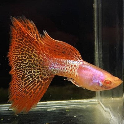 Guppy albino metal red lace M ECO