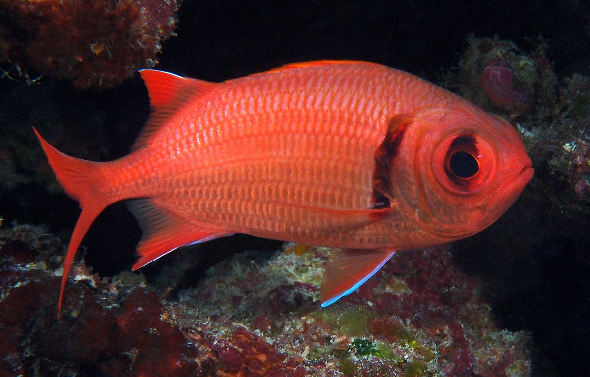 Myripristis amaena